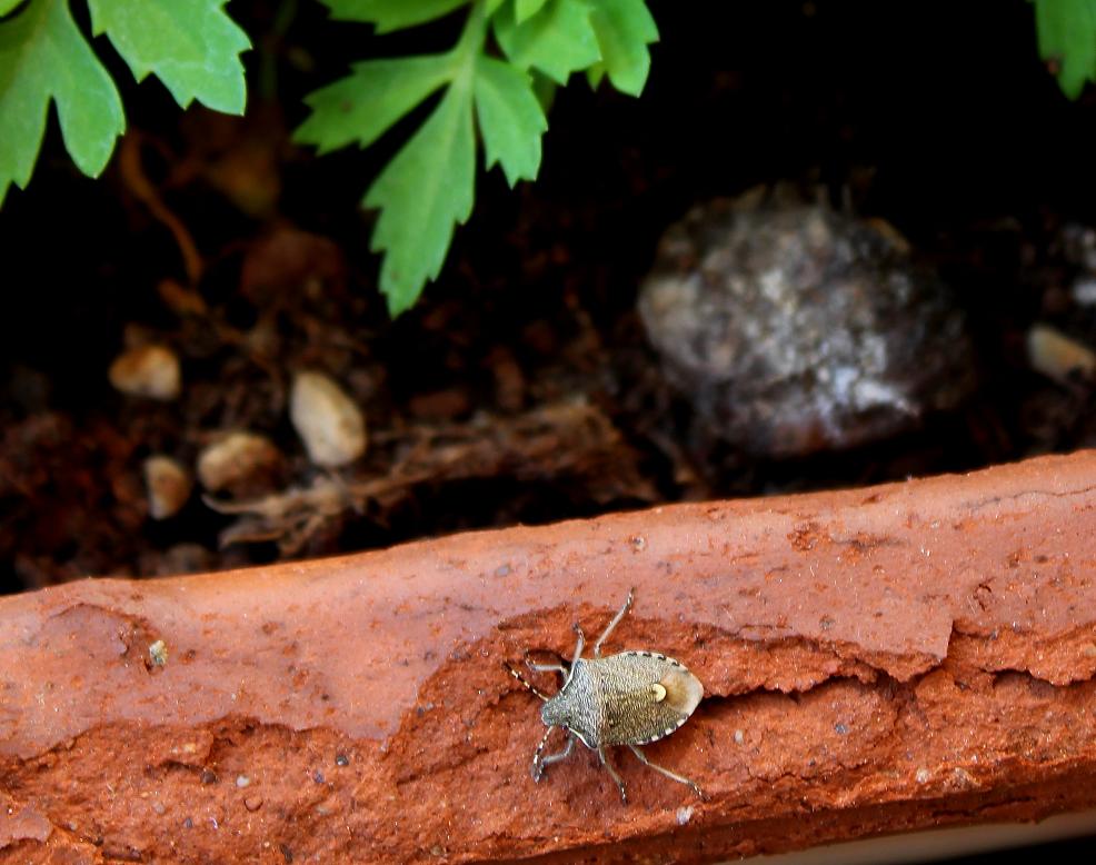 Pentatomidae: Holcostethus albipes di Lombardia (MI)